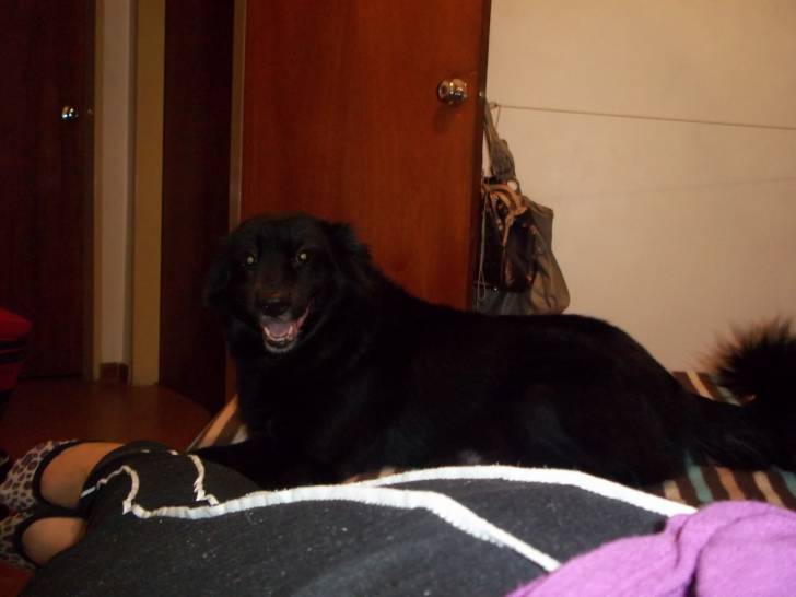 onix - Schipperke (12 ans)