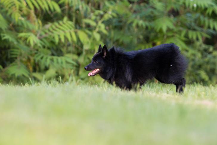 Photo Schipperke