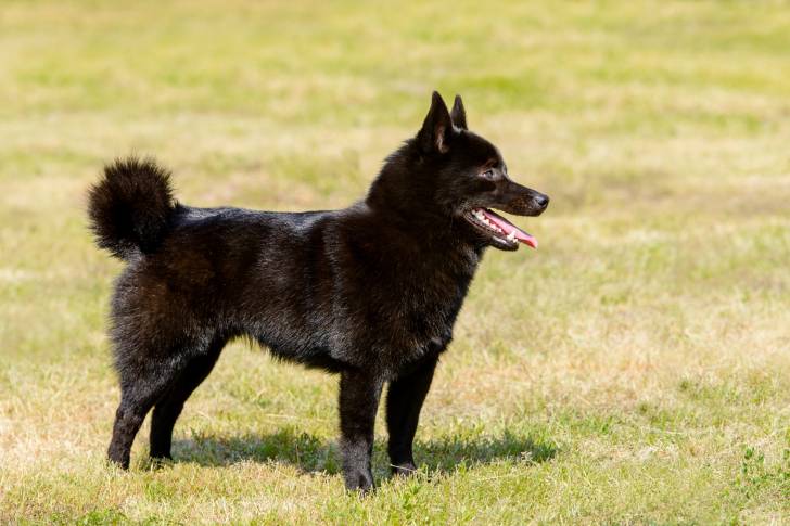 Photo Schipperke