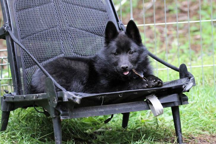 Photo Schipperke