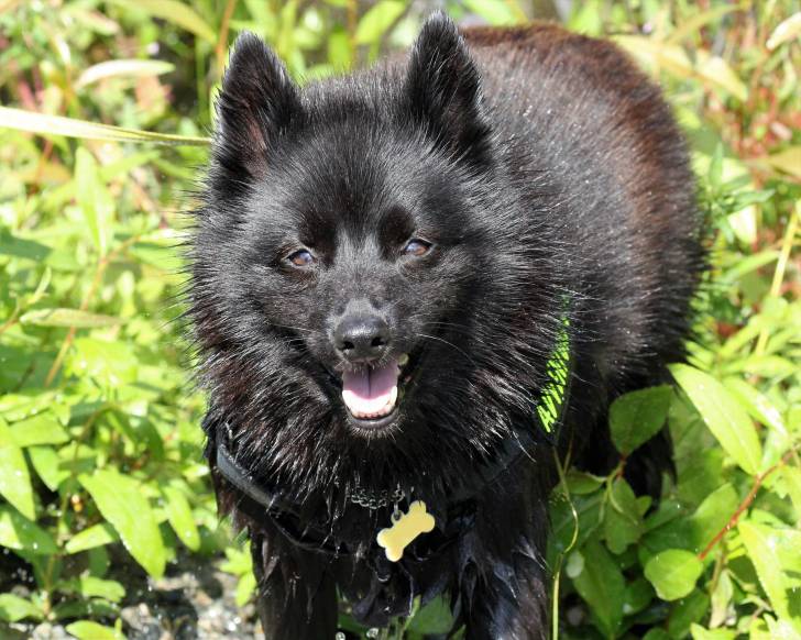 Un Schipperke noir à l'air heureux