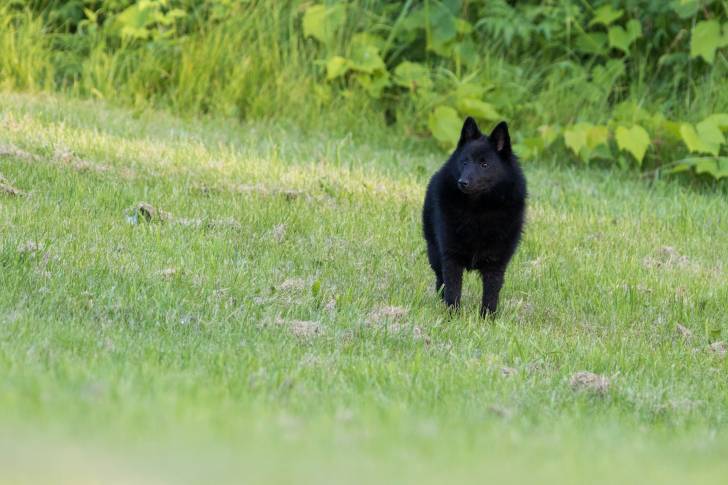 Photo Schipperke