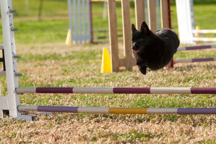 Photo Schipperke