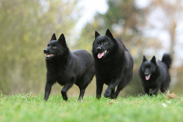 Photo Schipperke