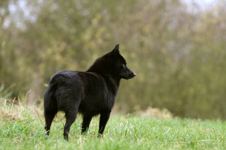Photo Schipperke