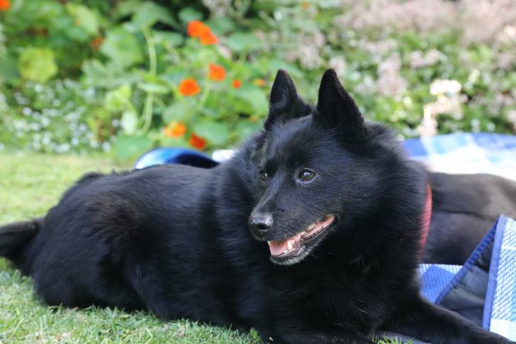 Photo Schipperke