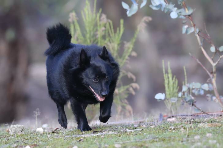 Photo Schipperke