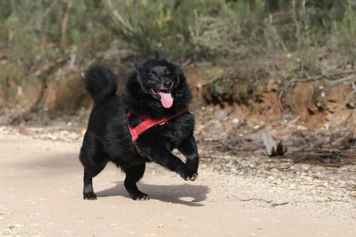 Photo Schipperke