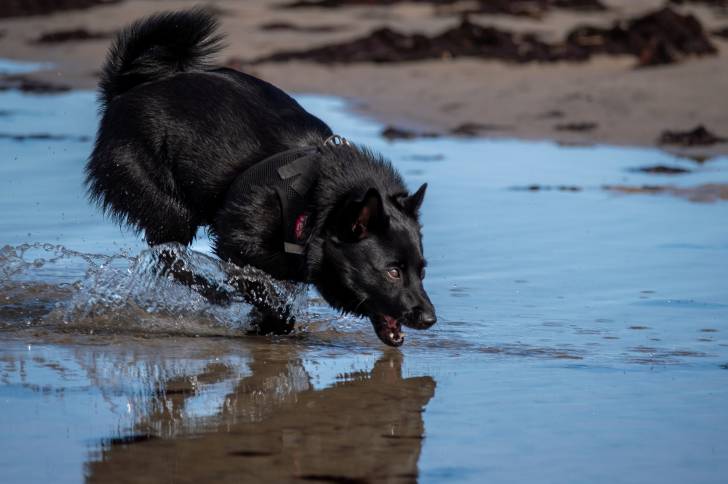 Un Shipperke joue avec l'eau de la mer