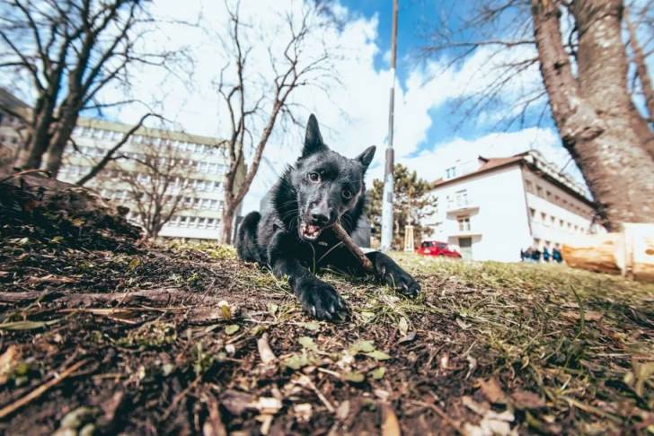 Un Schipperke allongé sur une surface herbacée et ayant un bâton dans sa gueule 