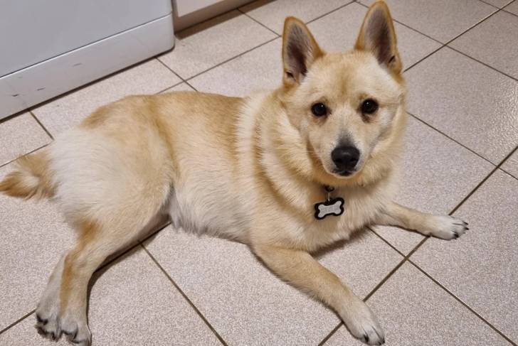 Un Schipperke allongé sur un sol carrelé et portant un collier autour du cou