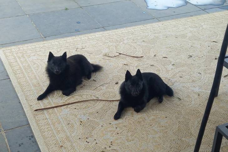 Deux Schipperke allongés sur un tapis 