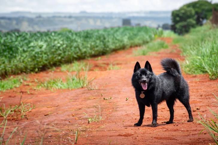 Un Schipperke sur une surface sableuse et portant un collier autour du cou