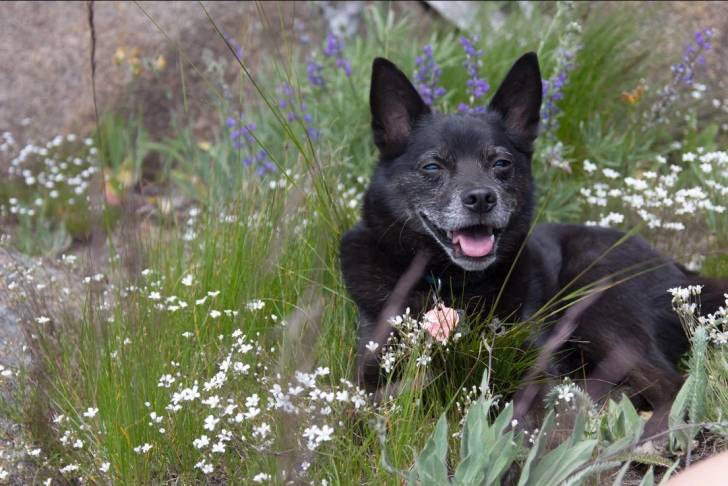 Un Schipperke allongé sur une surface herbacée 