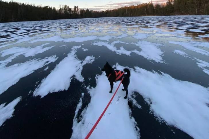 Un Schipperke sur un lac gelé et qui est tenu en laisse 