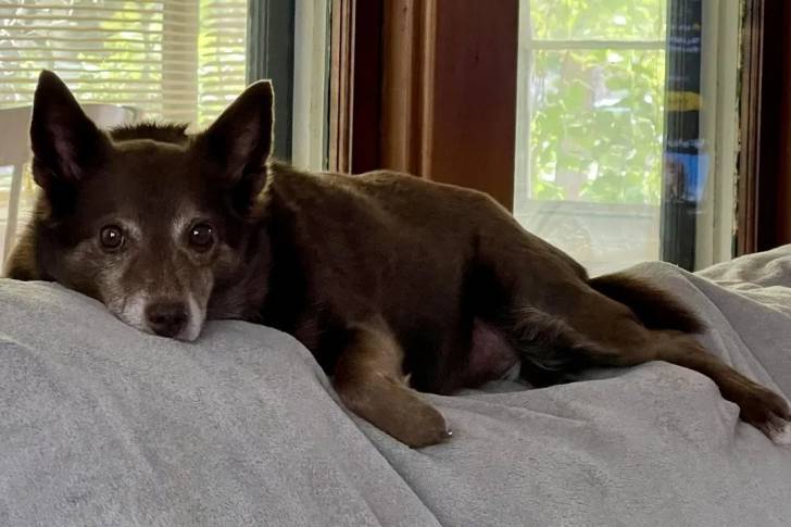 Un Schipperke allongé sur un canapé et regardant vers la caméra 