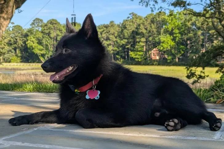 Un Schipperke allongé sur une surface bétonnée et portant un collier autour du cou