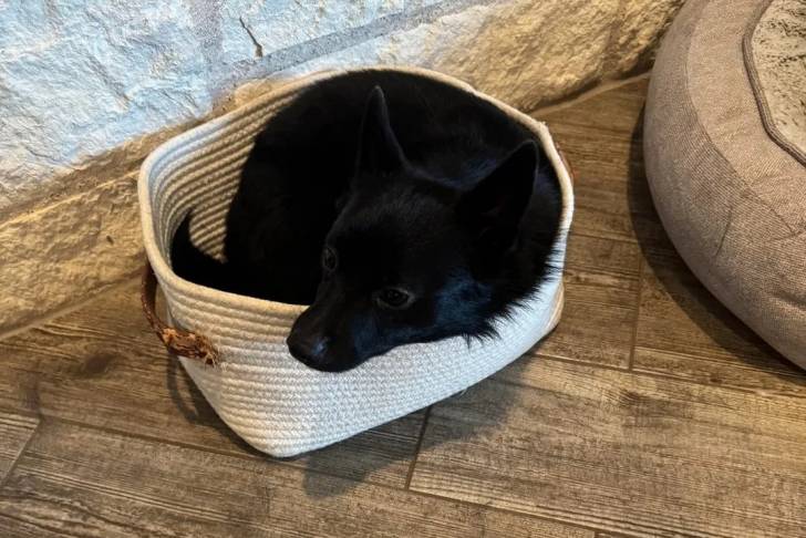 Un Schipperke allongé dans un panier 