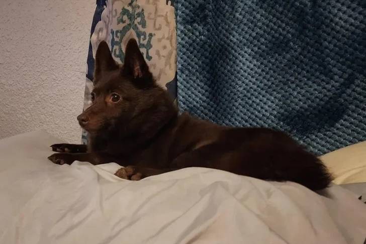 Un Schipperke allongé et semblant détendu 