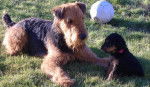 airedale terrier vanille - Airedale Terrier