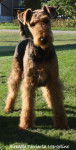 Airedale Terrier G&eacute;raldine - Airedale Terrier