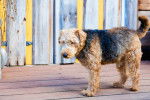 Photo Airedale Terrier
