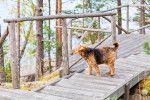 Photo Airedale Terrier