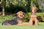 Photo Airedale Terrier