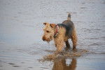 Photo Airedale Terrier