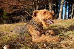 Photo Airedale Terrier