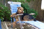 Photo Airedale Terrier