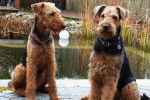 Photo Airedale Terrier