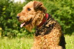 Photo Airedale Terrier