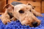 Un Airedale Terrier allongé sur un tapis violet
