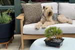 Un Airedale Terrier allong&eacute; sur un canap&eacute; et ayant la gueule ouverte 