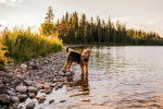 Un Airedale Terrier sur une berge et portant un collier autour du cou