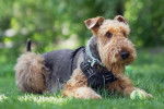 Un Airedale Terrier allongé sur une surface gazonnée et portant un harnais 