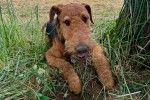 Un Airedale Terrier allongé sur un terrain herbeux et portant un collier autour du cou
