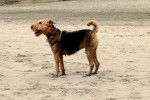 Un Airedale Terrier sur une surface sableuse et portant un harnais 