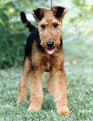 Danzy - Airedale Terrier Mâle (3 ans)