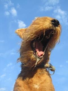 Lolita Limpika - Airedale Terrier (4 ans)