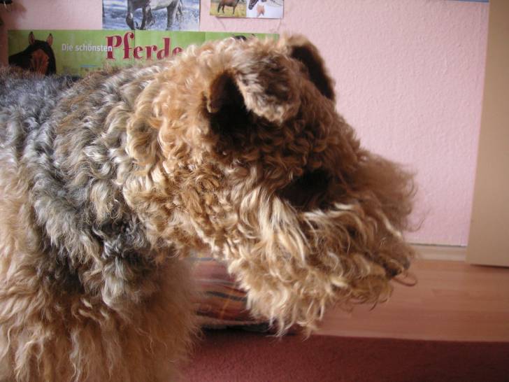 Süßjen - Airedale Terrier (10 ans)