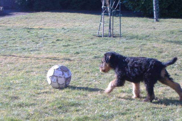 airedale terrier lof de 2 mois - Airedale Terrier (2 mois)