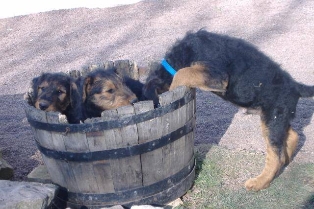 airedale terrier - Airedale Terrier