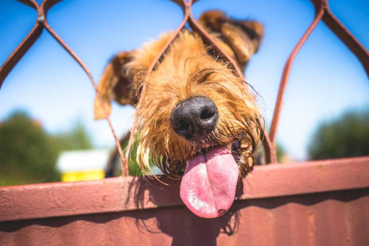 Un Airedale Terrier qui passe sa tête à travers un grillage avec la langue pendue
