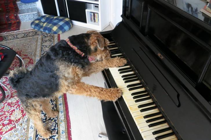 Photo Airedale Terrier