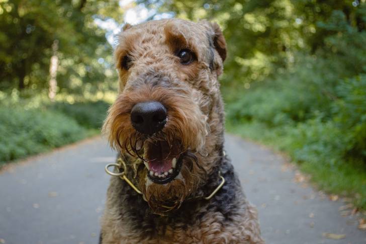 Photo Airedale Terrier