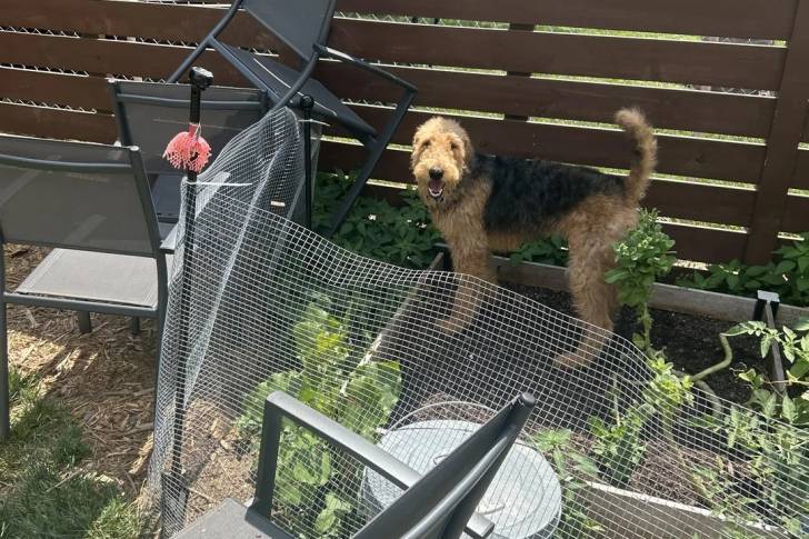 Un Airedale Terrier regardant vers la caméra 