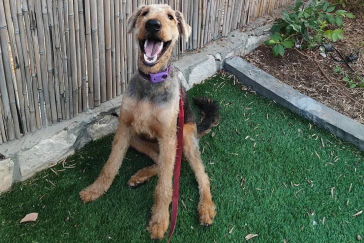 Un Airedale Terrier assis sur une surface gazonnée et qui est tenu en laisse 