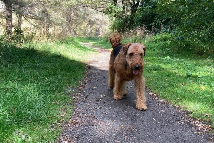 Un Airedale Terrier marchant sur un chemin et ayant la langue pendante 